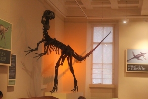 Dinosaurus di dalem museum. Asumsikan 11-12 deh sama museum Geologi Bandung